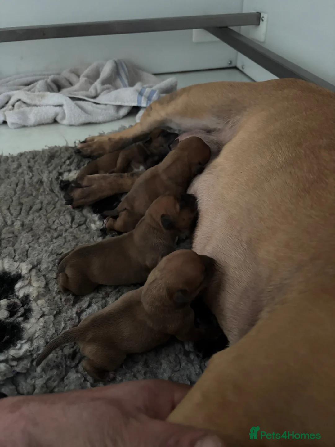 Staffordshire Bull Terrier dogs for sale: Only 1 boy left  - Advert 2