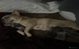 French Bulldog dogs for sale: French bulldog pedigree litter - Image 25