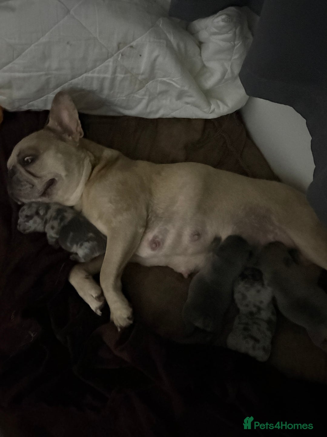 French Bulldog dogs for sale: French bulldog pedigree litter - Image 25