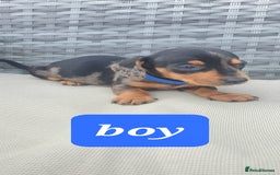 Dachshund dogs for sale: Xxx Beautiful dachshund puppies Xxx - Image 7