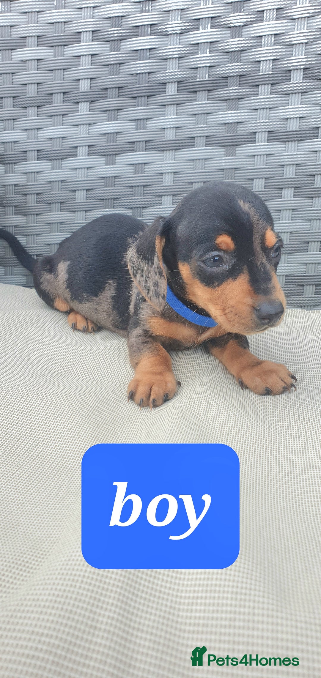 Dachshund dogs for sale: Xxx Beautiful dachshund puppies Xxx - Image 7