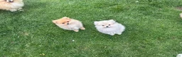 Pomeranian dogs for sale: Beautiful friendly and playful puppys pomeranians - Advert 4