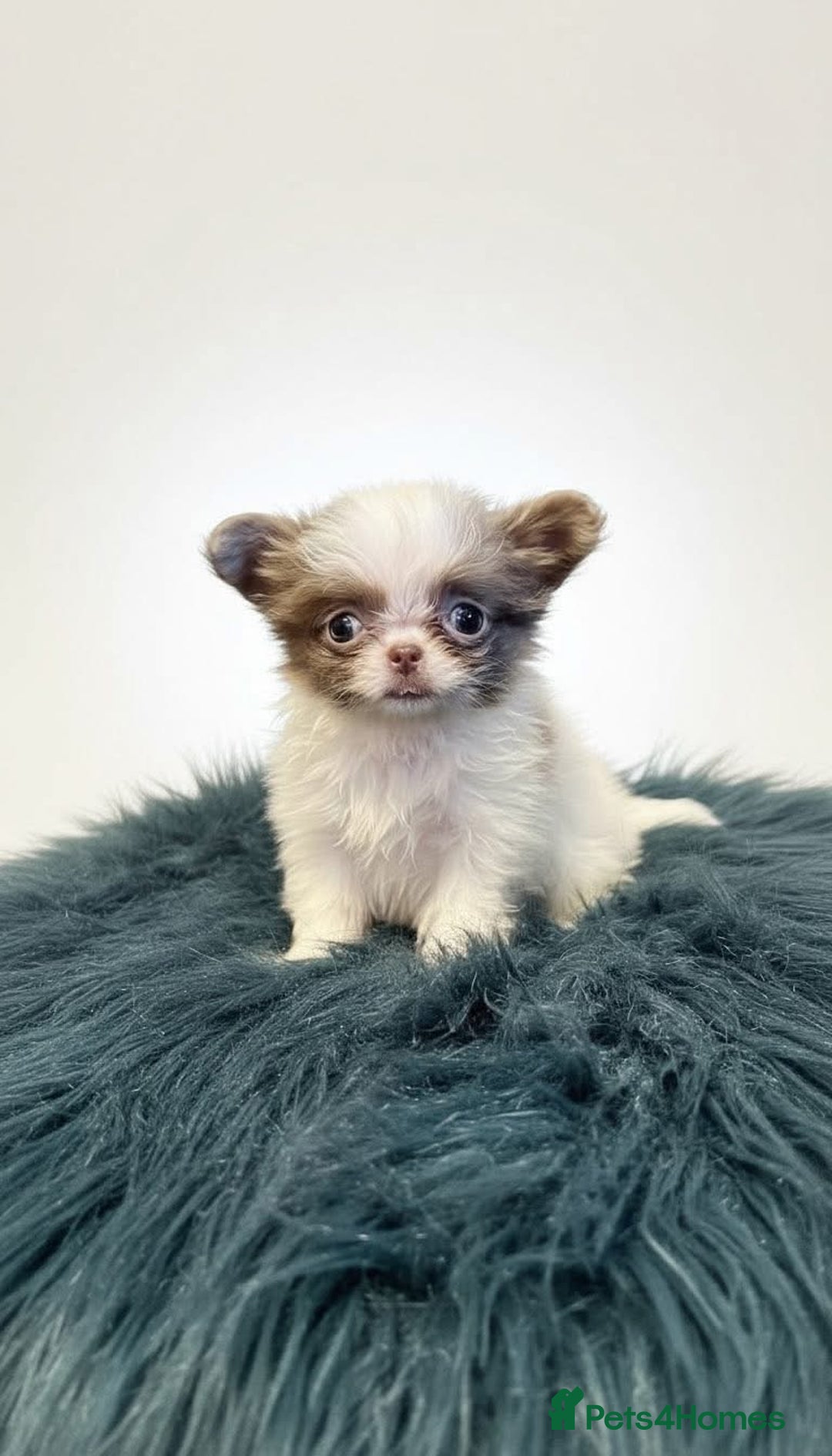 Chihuahua dogs for sale: Chihuahua     REDUCED!!!!!!!!! - Advert 8