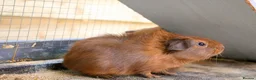 Guinea Pig rodents for sale: 2 bonded female guinea pigs  - Advert 5