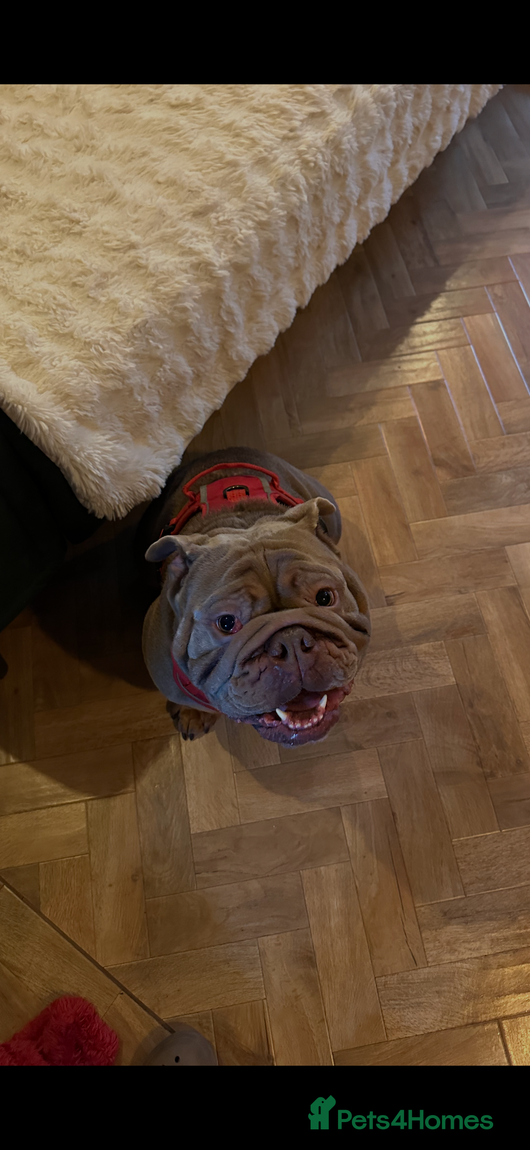 English Bulldog dogs for sale: Male English Bulldog - Advert 3