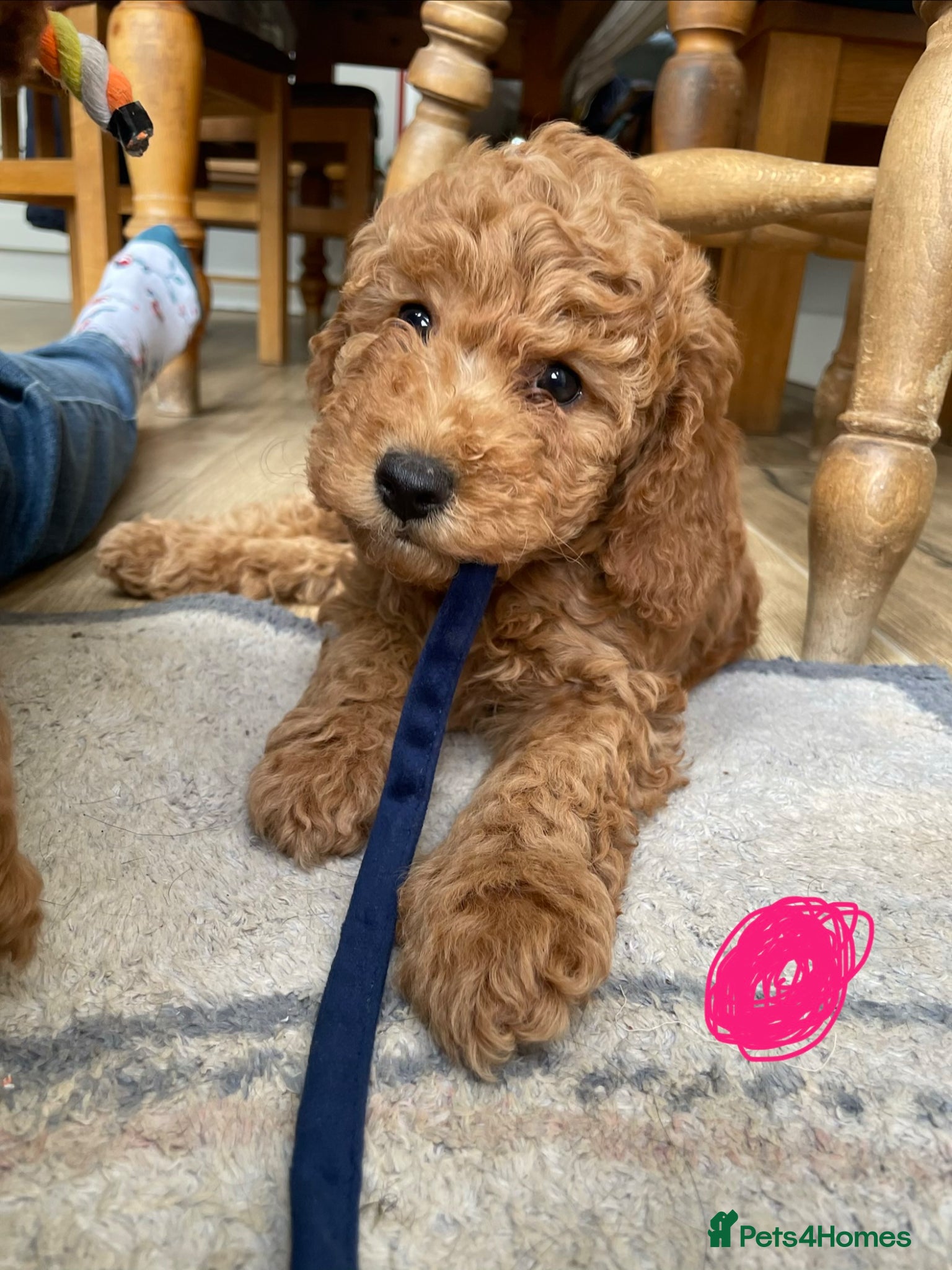 Cockapoo dogs F3b Cockapoo puppies - Advert 2