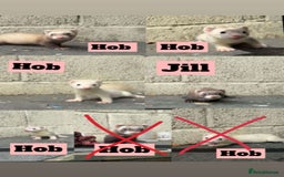 Ferret rodents for sale: 4 Hobs and 1 Jill Ferret for sale - Image 1