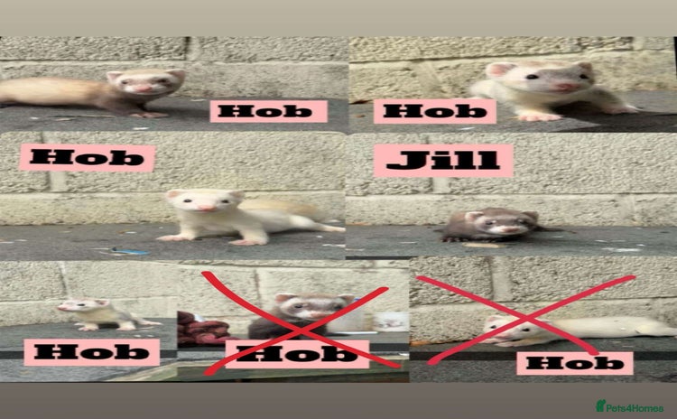 Ferret rodents - Advert 2