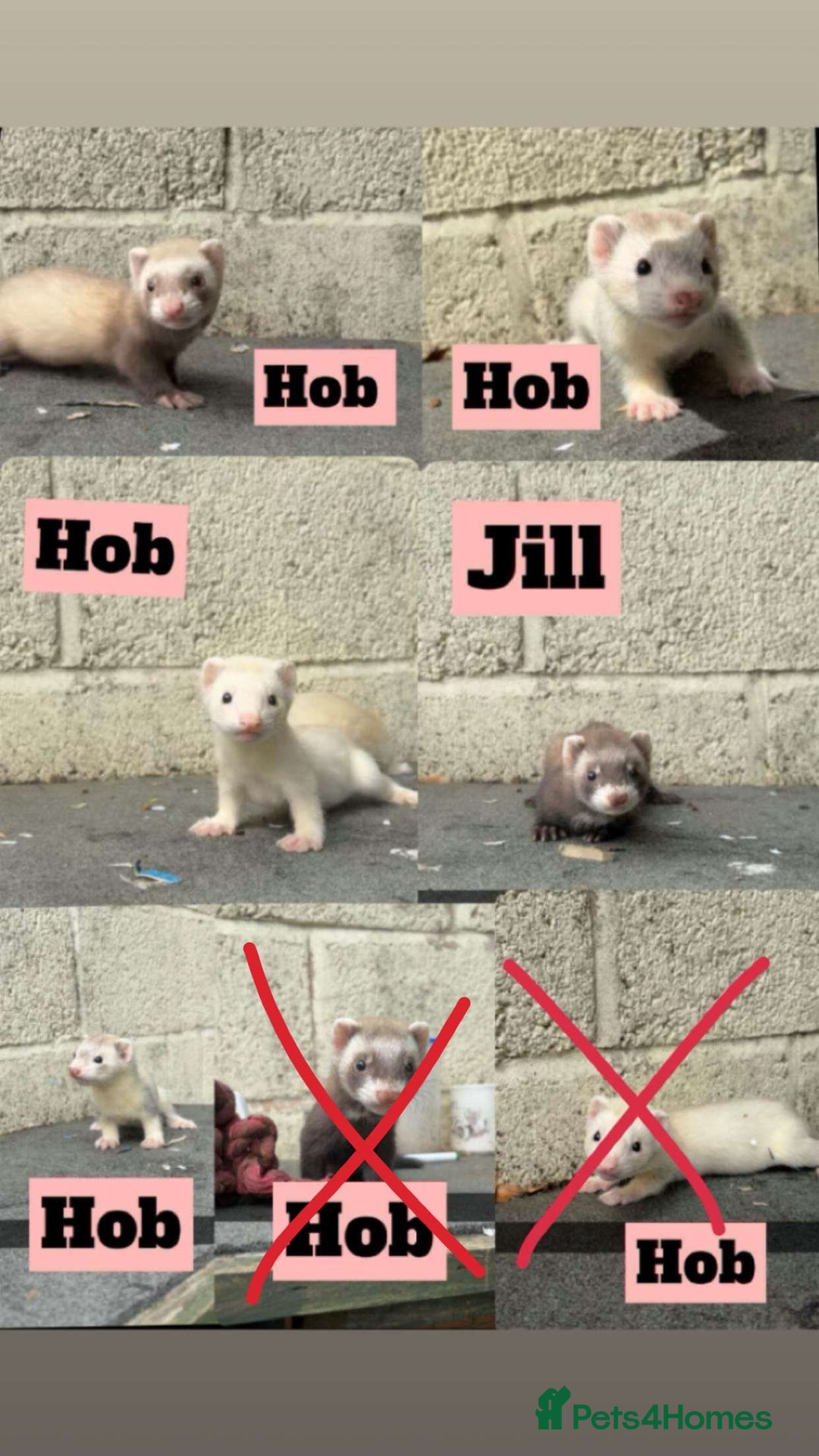 Ferret rodents for sale: 4 Hobs and 1 Jill Ferret for sale - Image 1