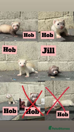 Ferret rodents - Advert 5