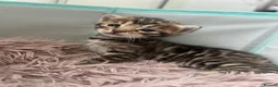 Bengal cats for sale: Bengal kittens for sale - Advert 7