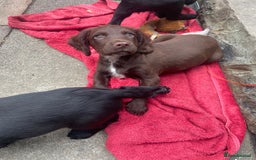 Sprocker dogs for sale: 9 week old gorgeous sprocker pups  - Image 5