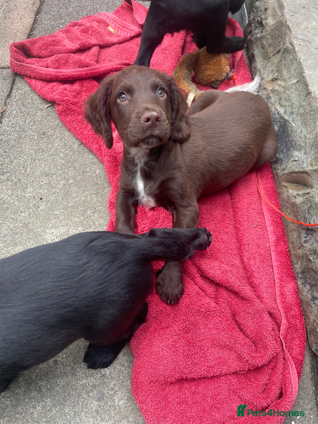 Sprocker dogs for sale: 9 week old gorgeous sprocker pups  - Image 5