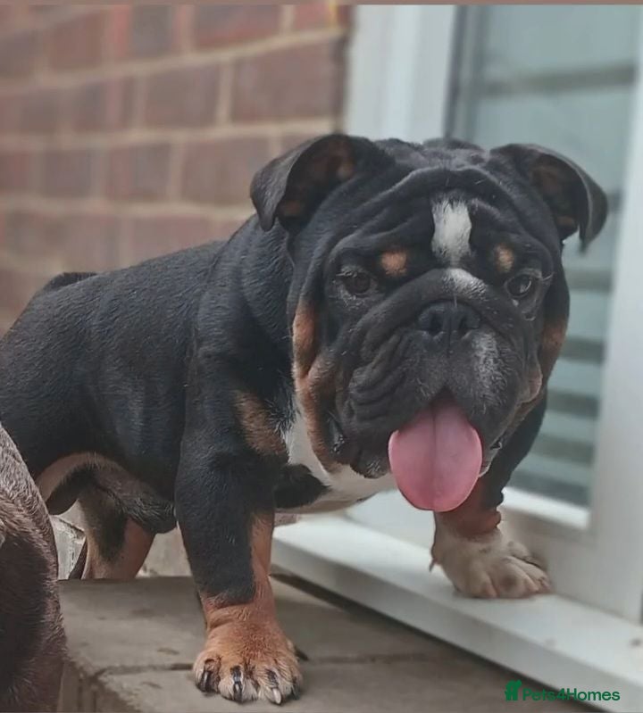 English Bulldog dogs Uks home grown MINI English bulldog - Advert 1