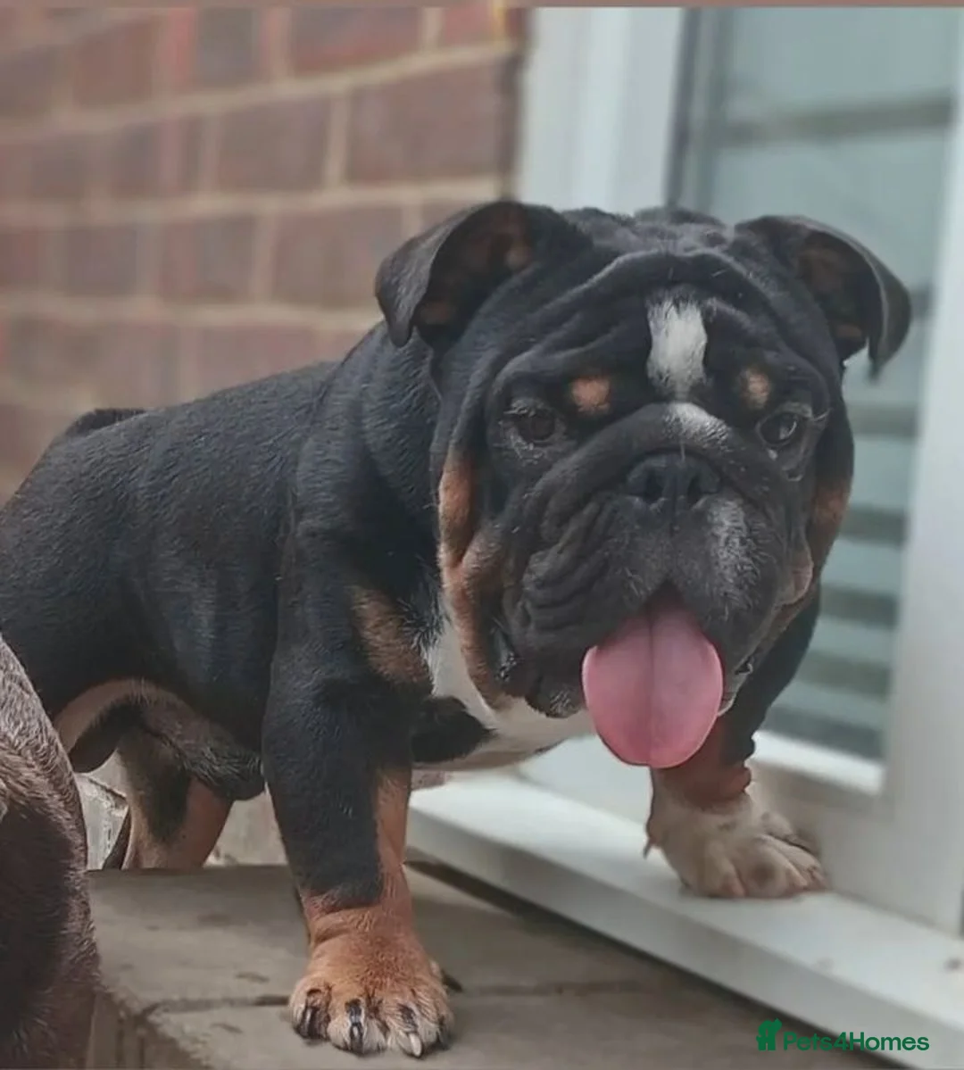English Bulldog dogs for stud: Uks home grown MINI English bulldog - Advert 1