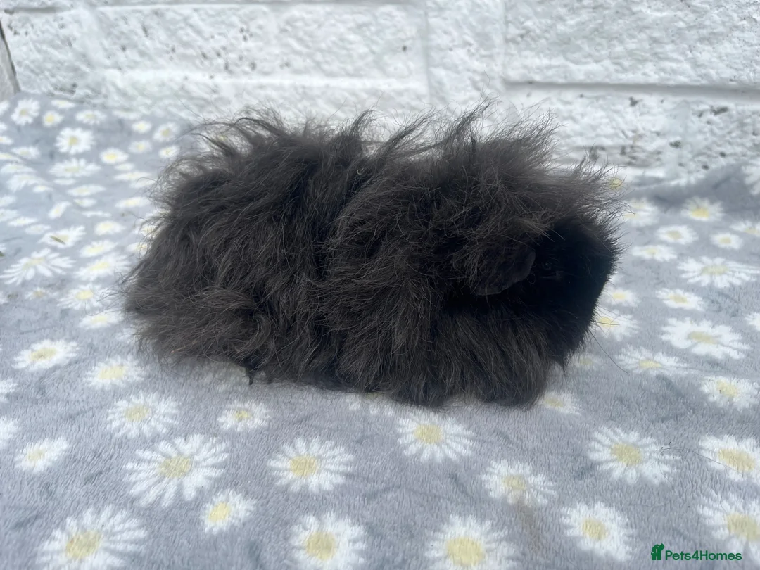 Guinea Pig rodents for sale: ALPACA SOWS AVAILABLE 💕 - Advert 5