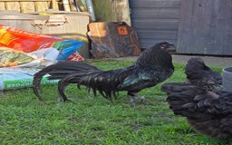Chickens poultry for sale: FREE Sumatra roosters young friendly birds - Image 7