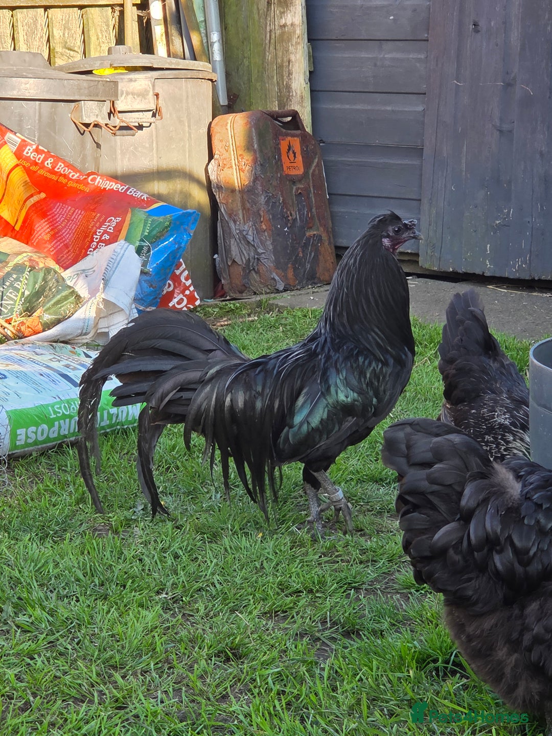 Chickens poultry for sale: FREE Sumatra roosters young friendly birds - Image 7