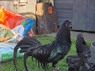 Chickens poultry - Advert 7