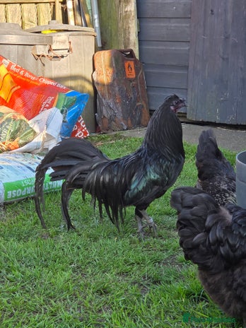 Chickens poultry - Advert 2