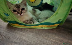Perdoll cats for sale: Persian ragdoll kittens - Image 7