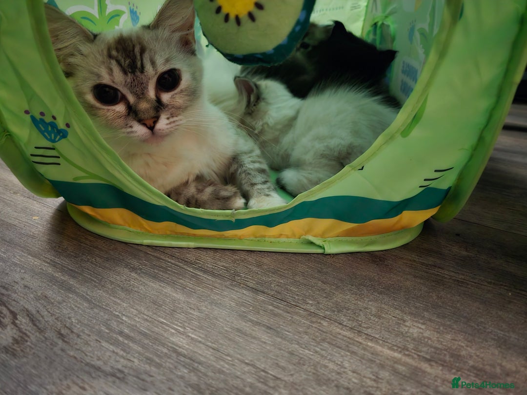 Perdoll cats for sale: Persian ragdoll kittens - Image 7