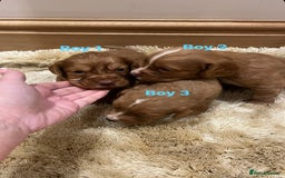 Cocker Spaniel dogs for sale: Pure bred, Cocker spaniels - Image 12