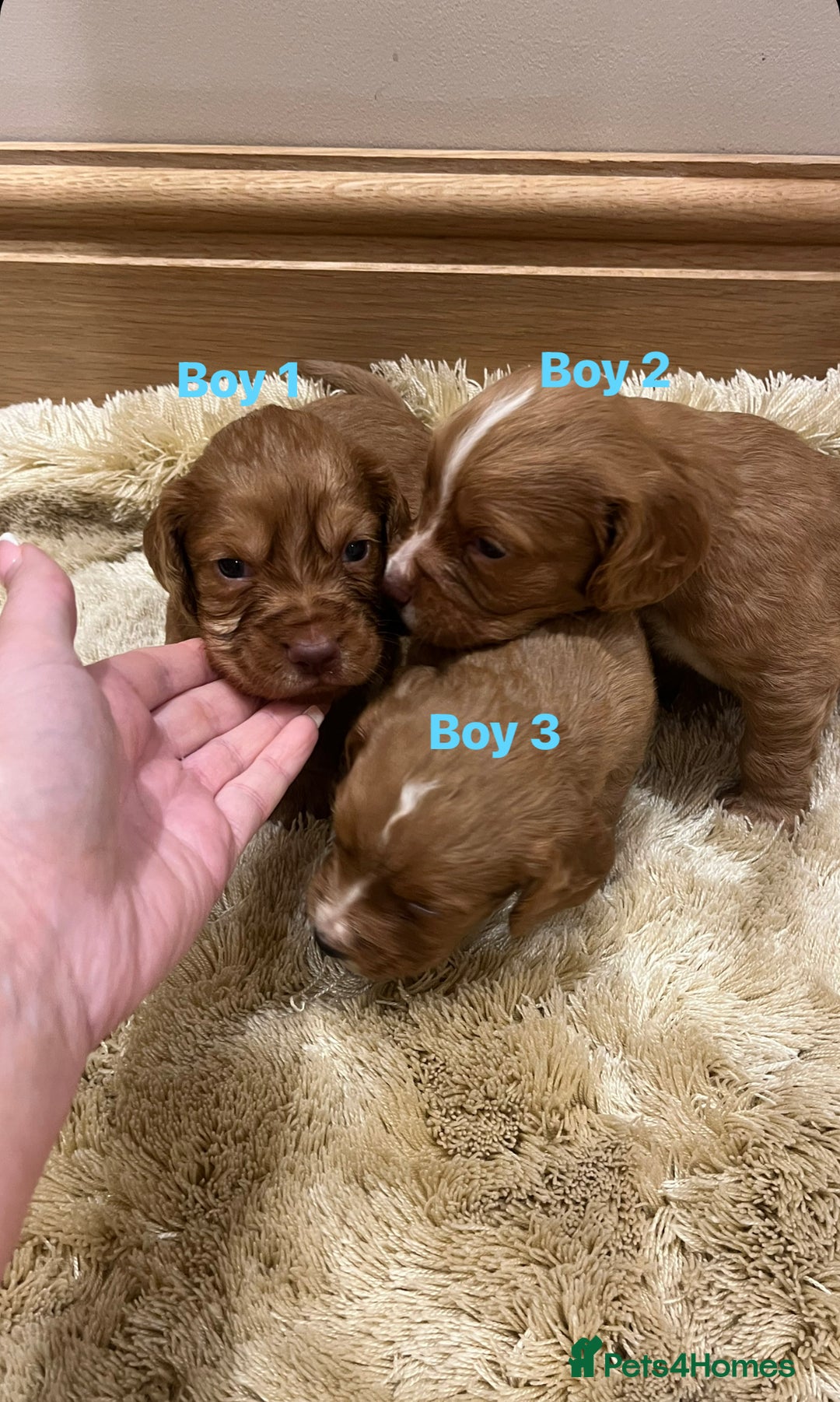 Cocker Spaniel dogs for sale: Pure bred, Cocker spaniels - Image 12