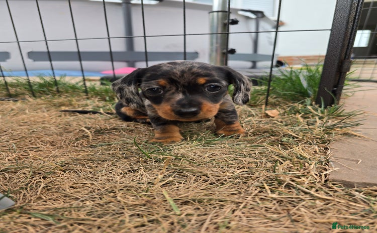 Miniature Dachshund dogs - Advert 3