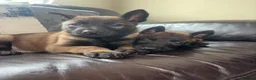 Belgian Shepherd Dog dogs for sale: True to type Belgian Malinois Pups  - Advert 10