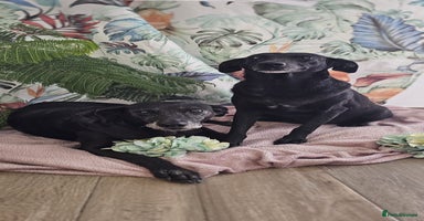 Mixed Breed dogs in Hengoed - Advert 1