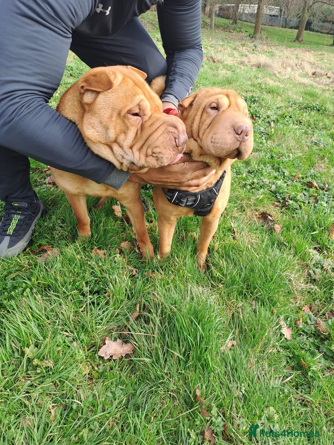 Shar Pei dogs for sale: Shar pei puppies 3 months old  - Advert 6