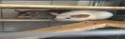 Chinchilla rodents for sale: Male and Female White Mosaic Chinchilla babies - Advert 4
