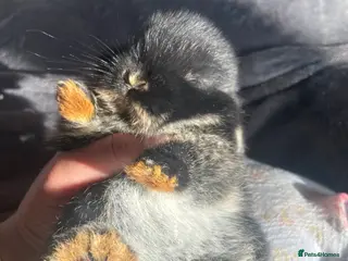 Lionhead rabbits Cutest Supersoft Double mane lion head - Advert 17