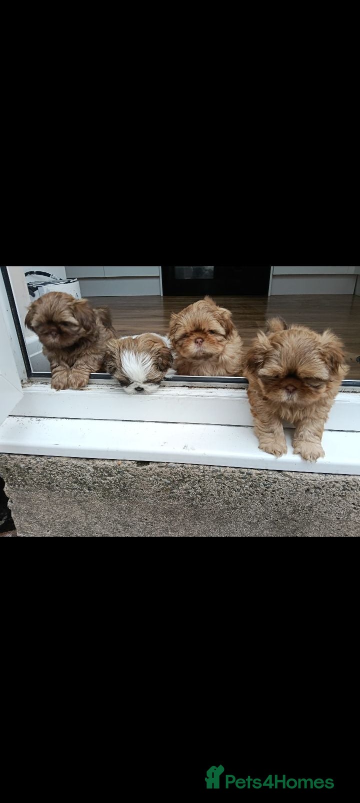 Shih Tzu dogs Imperial Shih Tzu puppies for sale - Advert 10