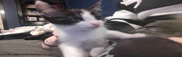 Mixed Breed cats for sale: Kittens for rehoming - Advert 7