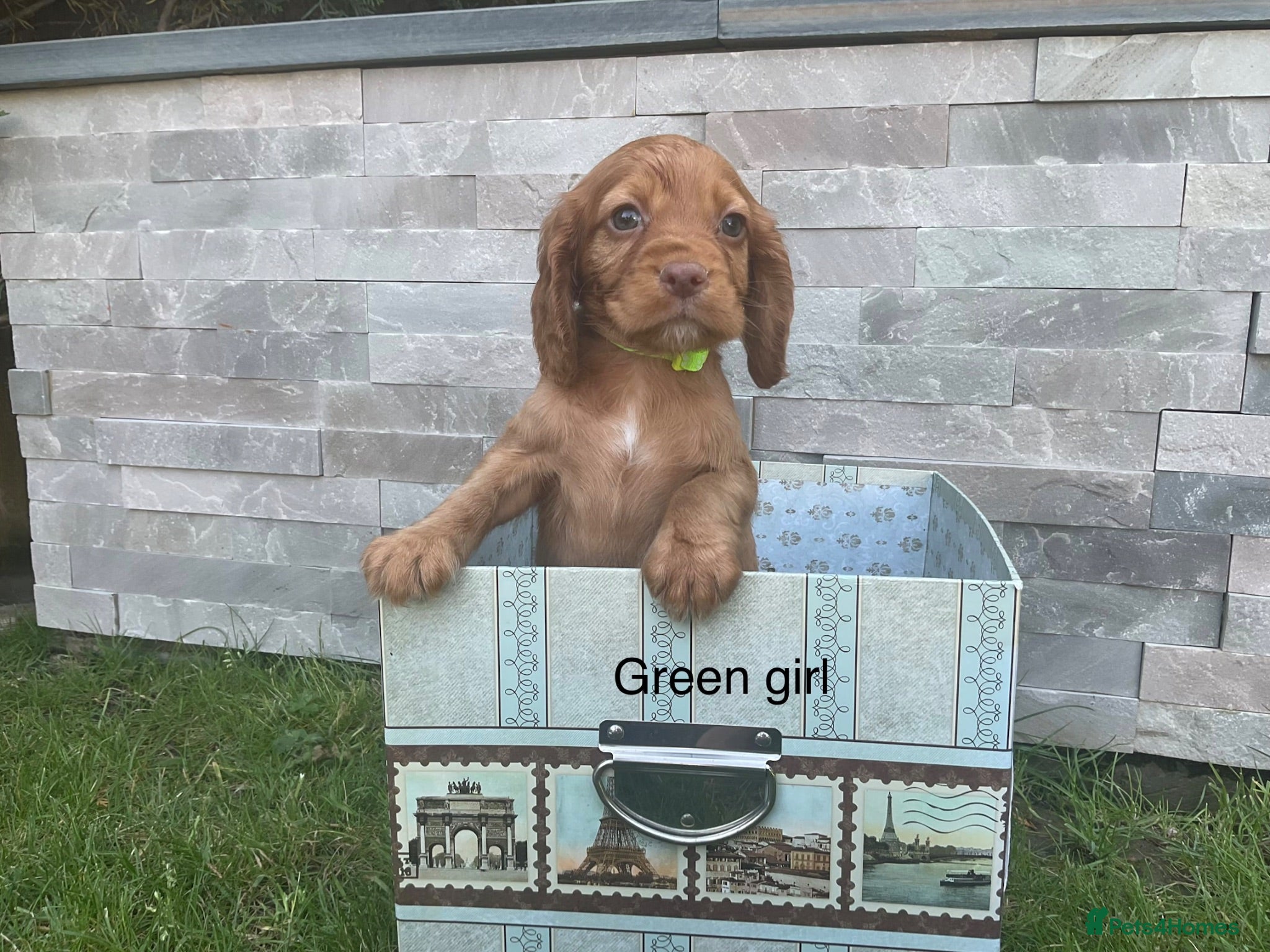 Cocker Spaniel dogs Fox red working cocker spaniels - Advert 1