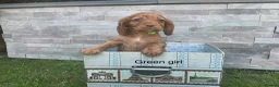 Cocker Spaniel dogs for sale: Fox red working cocker spaniels in Ingatestone - Advert 7