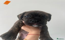 Cane Corso dogs for sale: Yuki X Aries Russian Champ Bloodline Puppies - Image 13