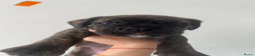 Cane Corso Puppy Orange