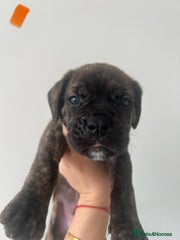 Cane Corso Puppy Orange