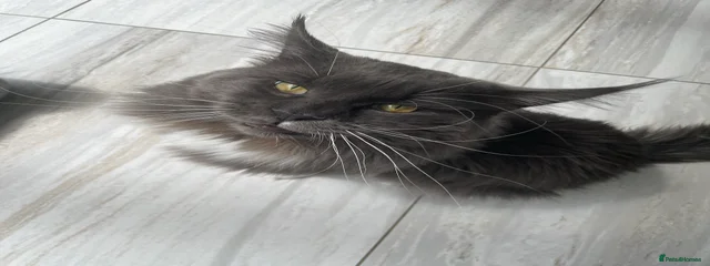 Rambo