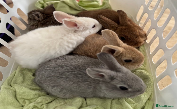 Mixed Breed rabbits - Advert 11
