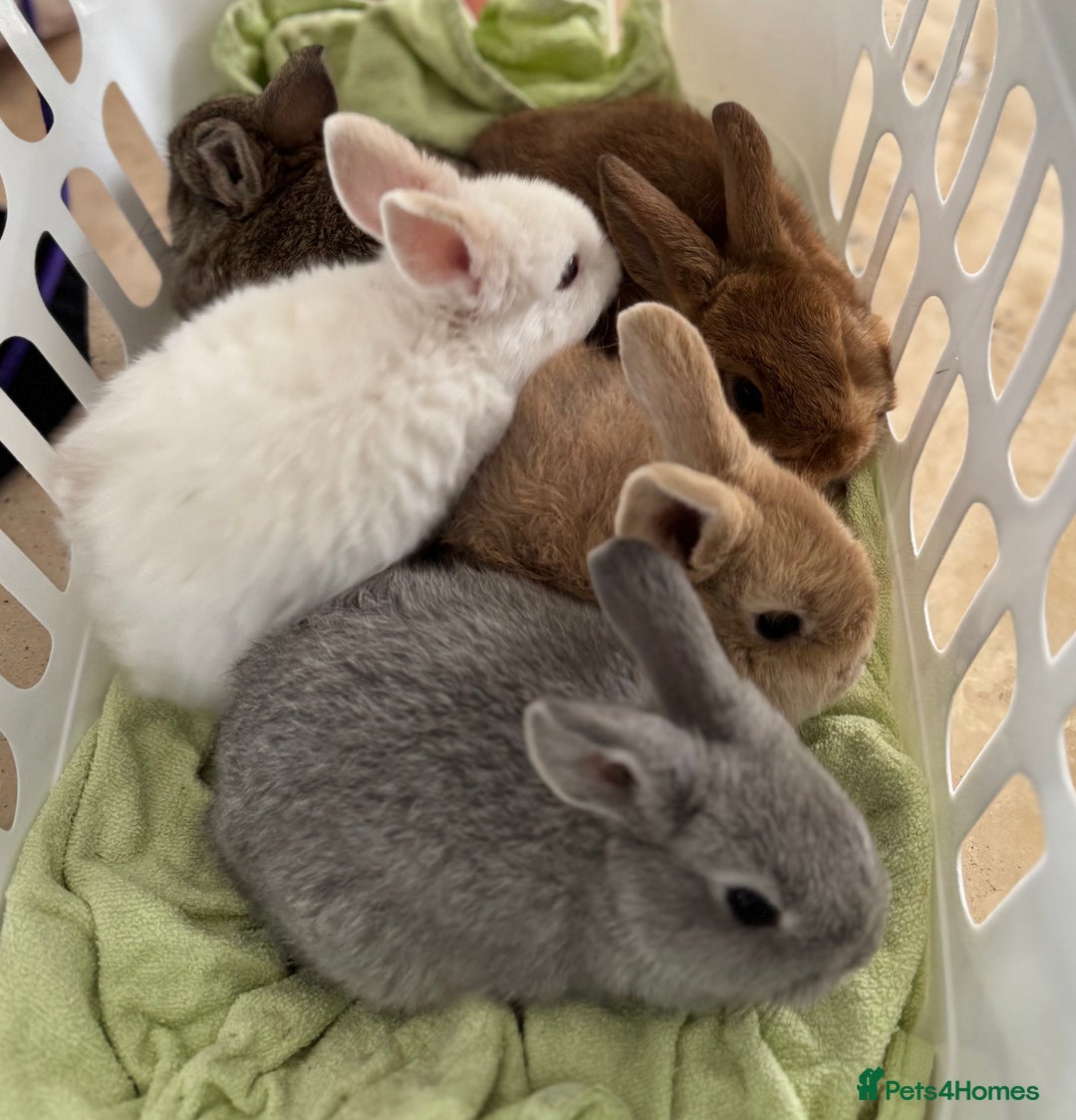 Mixed Breed rabbits for sale: Beautiful well handled baby bunnies - Image 1