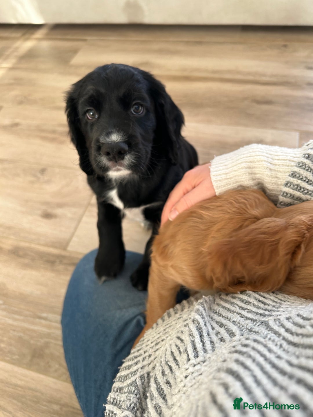 Cocker Spaniel dogs for sale: working cocker spaniel puppies - Advert 18
