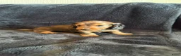 Miniature Dachshund dogs for sale: Mini Long hair dachshunds Kc registered  in Kingswinford - Advert 2