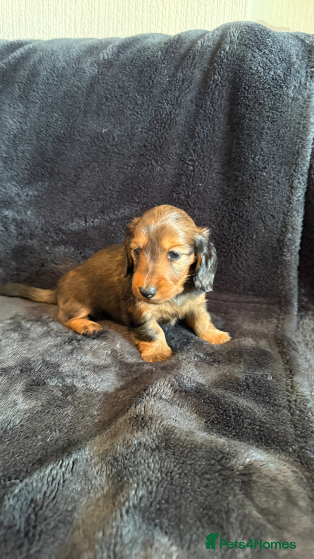 Miniature Dachshund dogs for sale: Mini Long hair dachshunds Kc registered  in Kingswinford - Advert 2