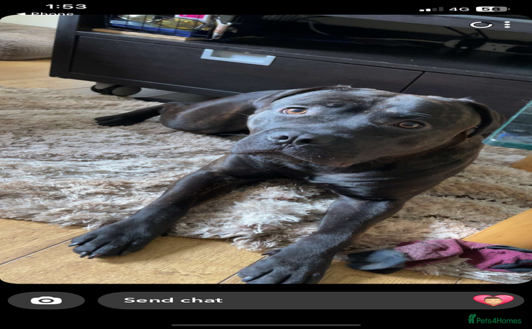 Mixed Breed dogs - Advert 1