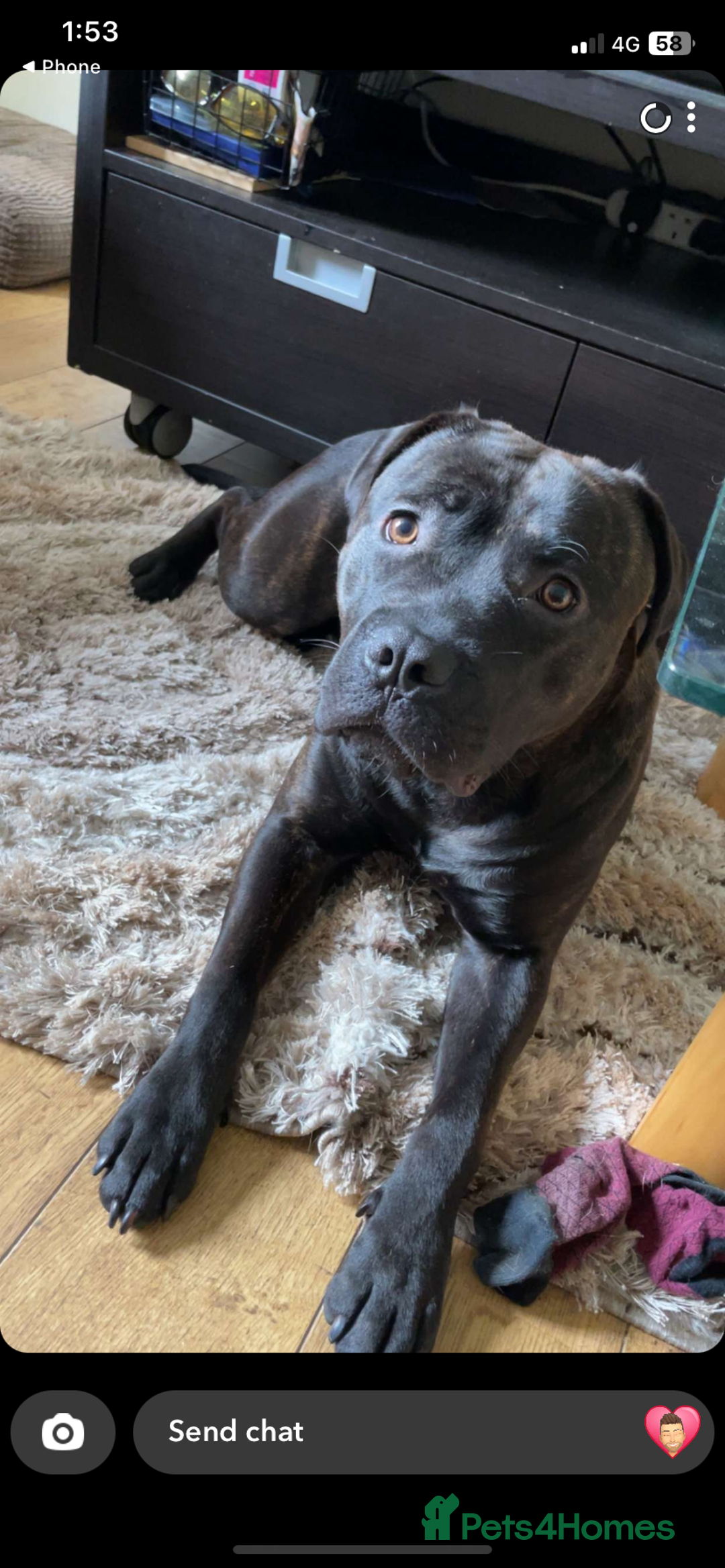 Mixed Breed dogs for sale: Looking for a loving new home - Image 1