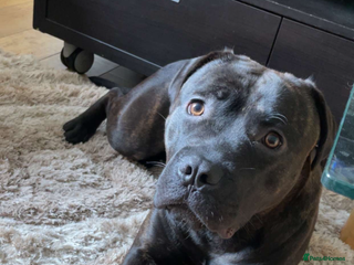 Mixed Breed dogs - Advert 1